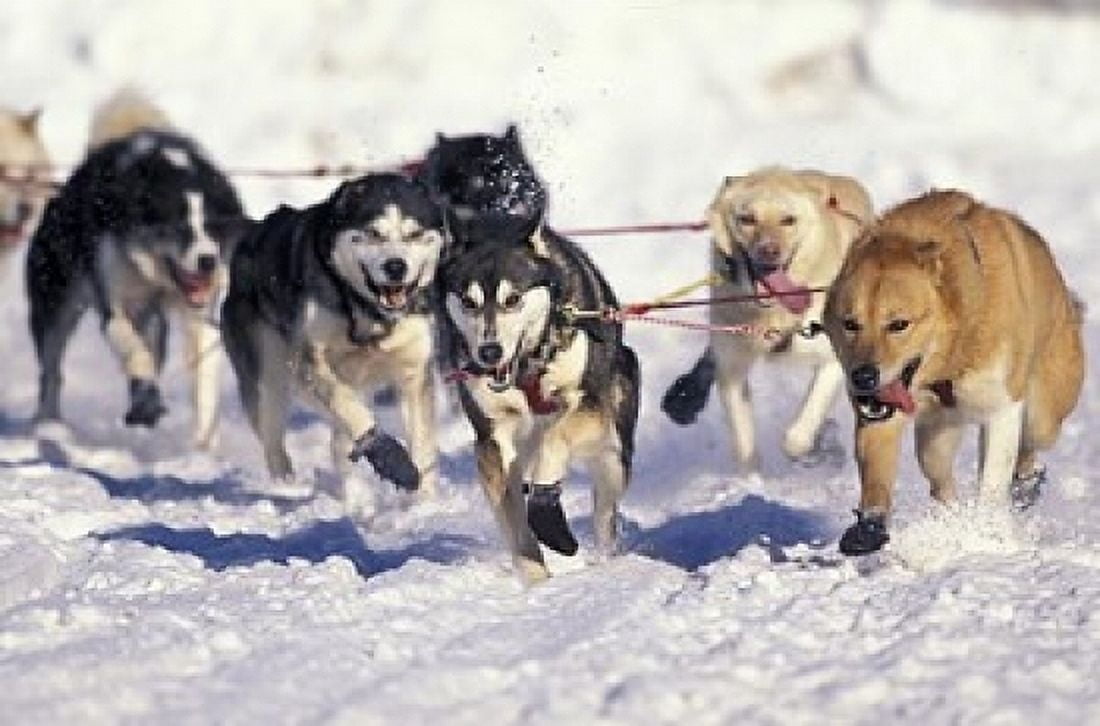 Iditarod Dog Sled Racing through Streets of Anchorage Alaska USA Canvas Art - Paul Souders DanitaDelimont (18 x 12)