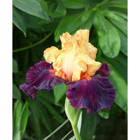 Idol Reblooming Bearded Iris - 1 Rhizome