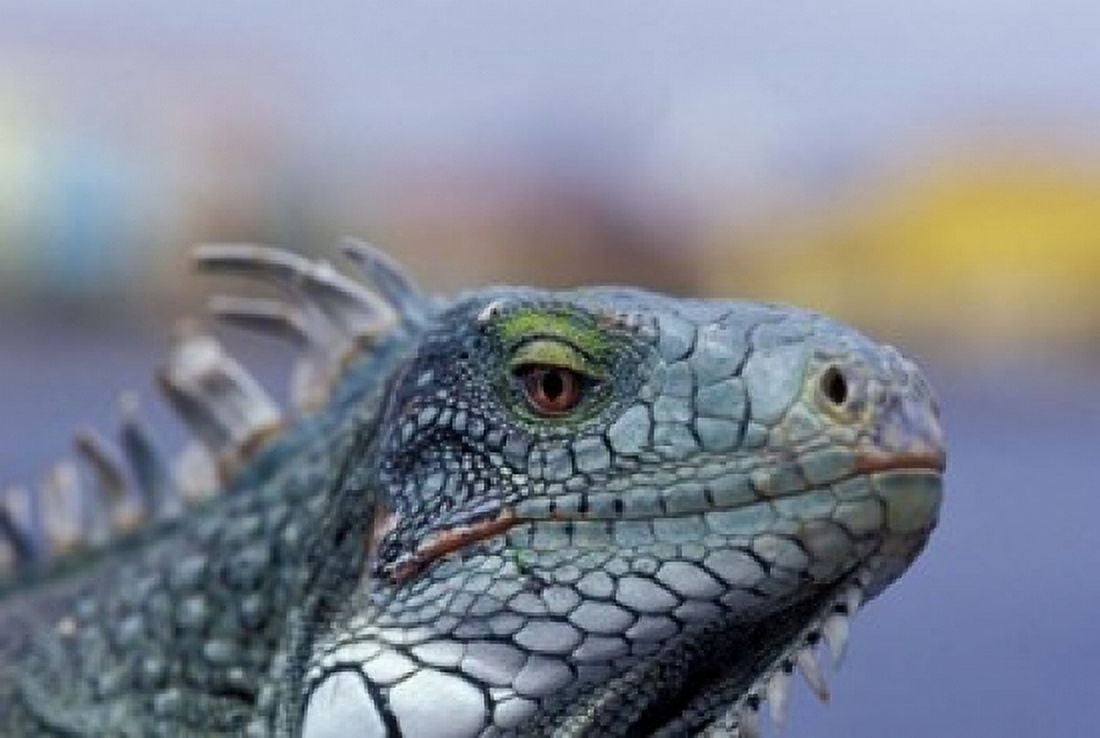 Iguana Curacao Caribbean Canvas Art - Greg Johnston DanitaDelimont (26 x 18)