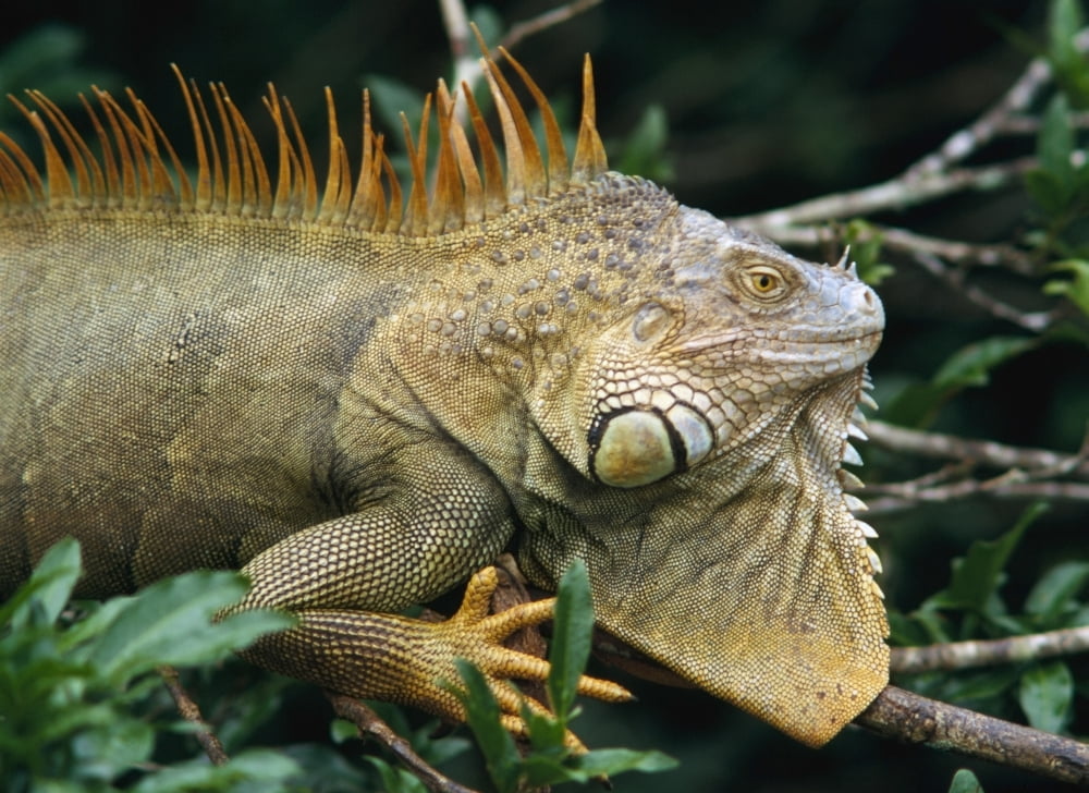 Iguana Near Cano Negro National Park Canvas Art - Ian Cumming Design Pics (18 x 13)