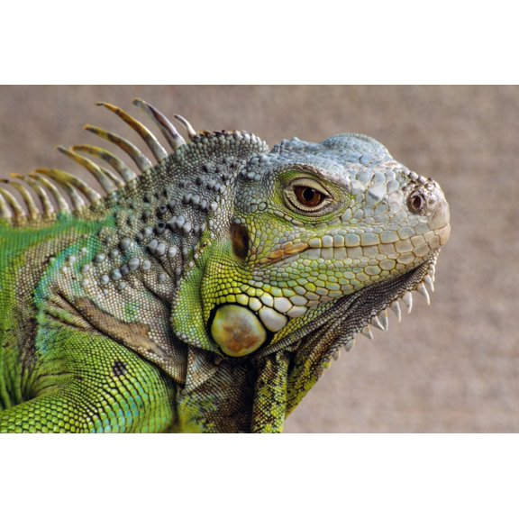 Iguana Profile Canvas Art - Natural Selection Chris Pinchbeck Design Pics (18 x 12)