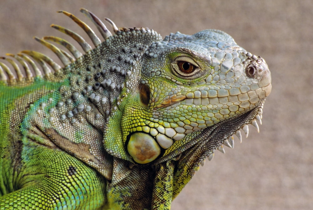Iguana Profile Canvas Art - Natural Selection Chris Pinchbeck Design Pics (36 x 24)