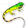 thumbnail image 1 of Iguana Tropical Exotic Colors Car Truck Window Bumper Laptop Vinyl Sticker Decal, 1 of 1