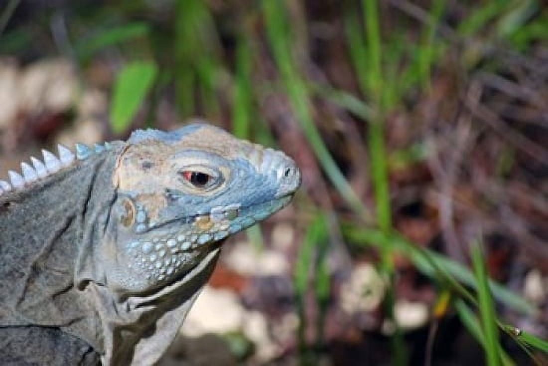 Iguana lizard Queen Elizabeth II Park Grand Cayman Canvas Art - Lynn Seldon DanitaDelimont (36 x 24)