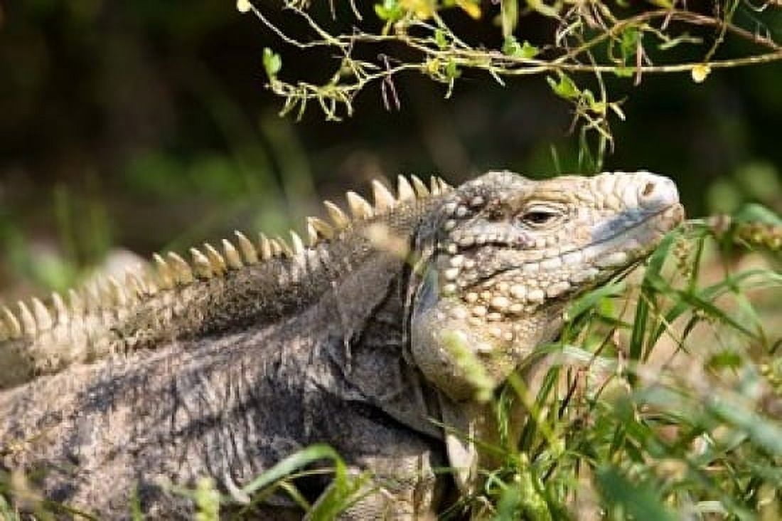 Iguanas (Lizard) Cayman Islands Caribbean Canvas Art - Greg Johnston DanitaDelimont (36 x 24)