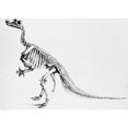 thumbnail image 1 of Iguanodon, Mesozoic Dinosaur Poster Print by Science Source (36 x 24), 1 of 3