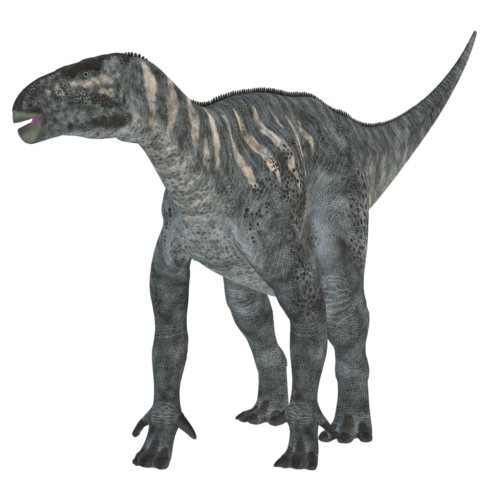 Iguanodon dinosaur Canvas Art - Corey FordStocktrek Images (29 x 29)