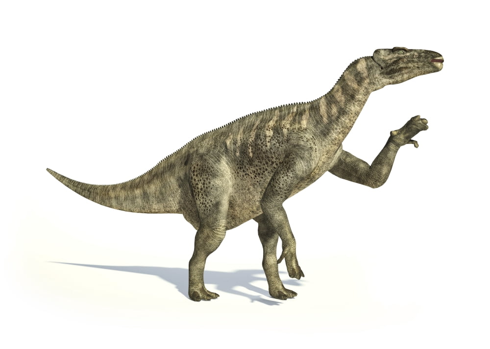 Iguanodon dinosaur in dynamic posture Canvas Art - Leonello CalvettiStocktrek Images (17 x 12)
