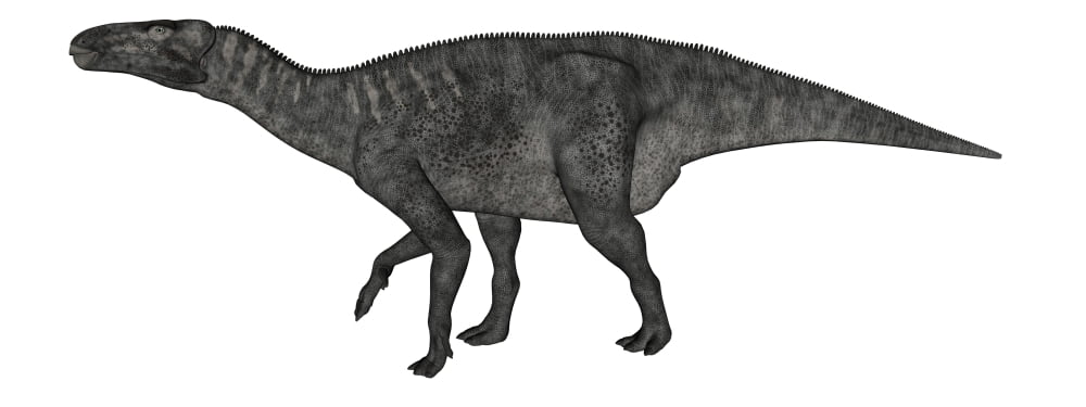 Iguanodon dinosaur on white background Canvas Art - Elena DuvernayStocktrek Images (23 x 9)