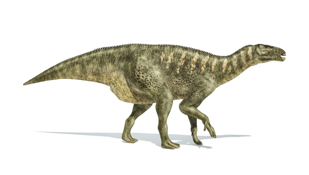 Iguanodon dinosaur on white background Canvas Art - Leonello CalvettiStocktrek Images (19 x 11)