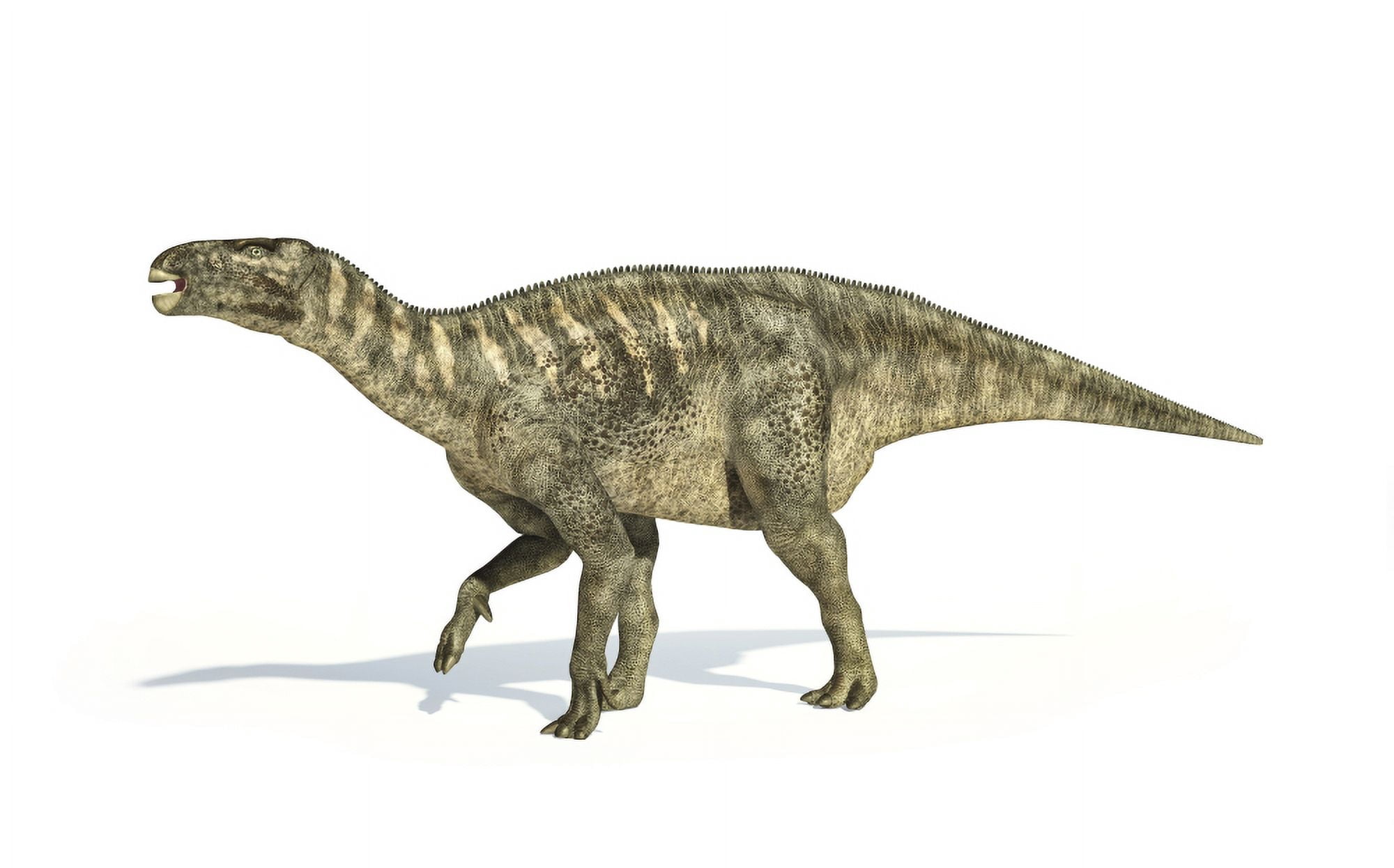 Iguanodon dinosaur on white background Canvas Art - Leonello CalvettiStocktrek Images (36 x 23)
