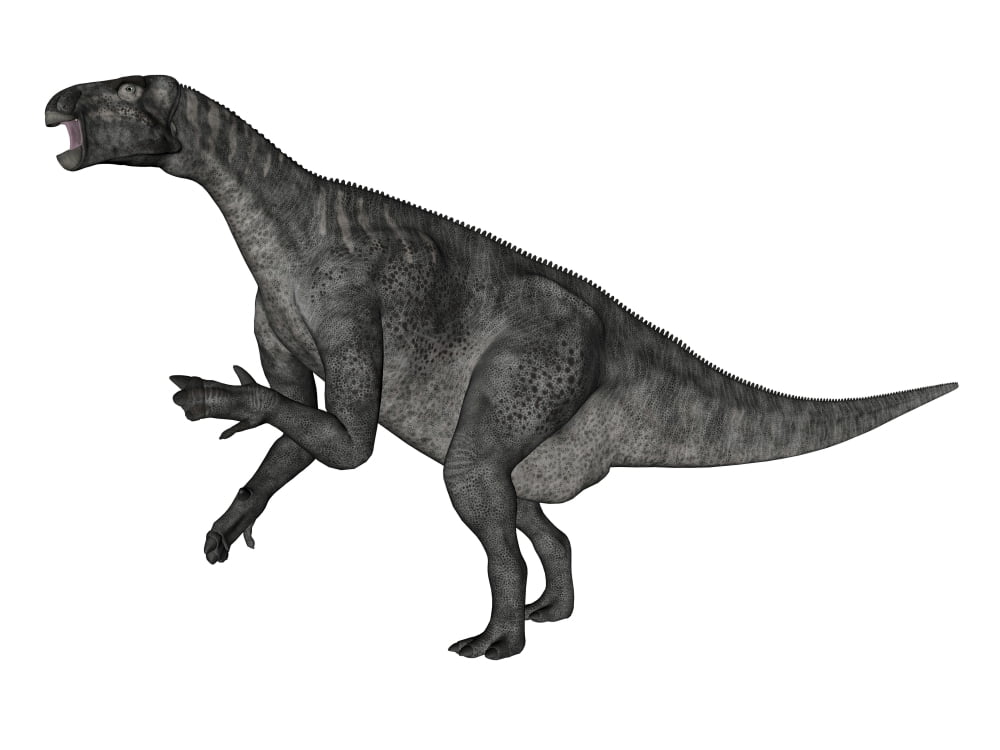 Iguanodon dinosaur rearing up white background Canvas Art - Elena DuvernayStocktrek Images (32 x 24)