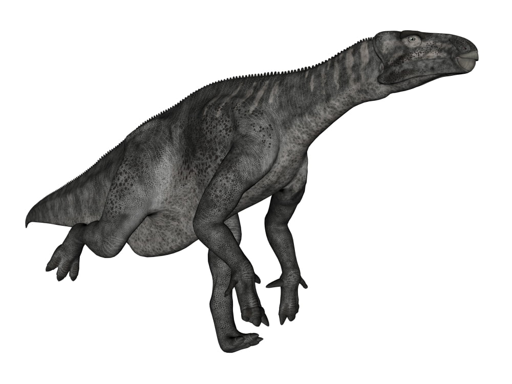 Iguanodon dinosaur running white background Canvas Art - Elena DuvernayStocktrek Images (32 x 24)