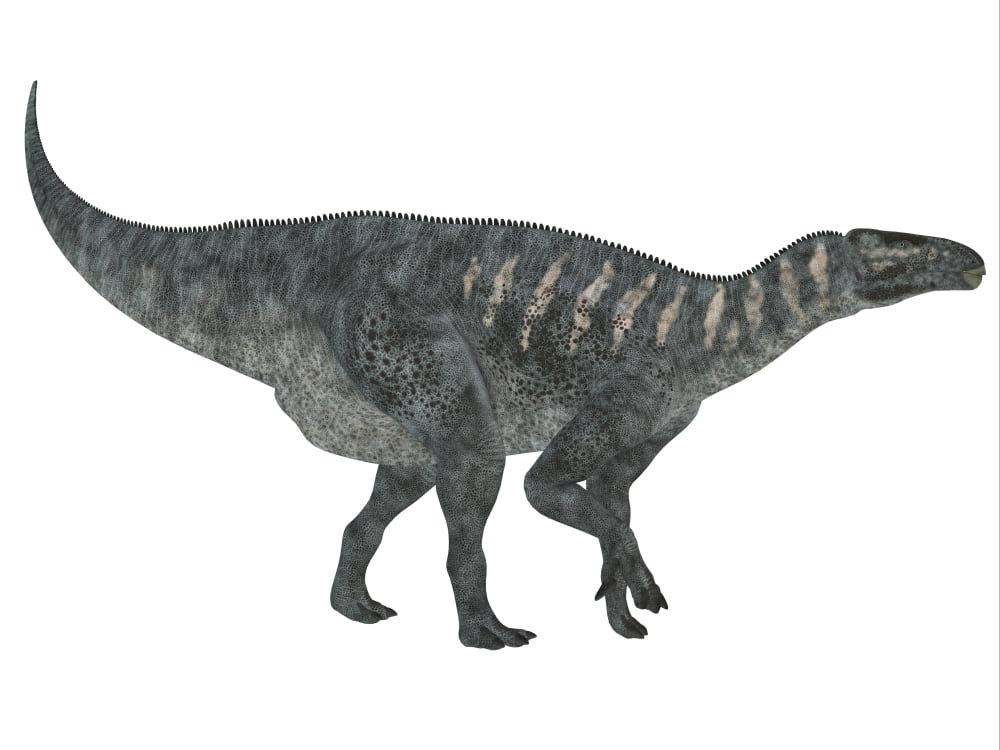 Iguanodon dinosaur white background Canvas Art - Corey FordStocktrek Images (17 x 13)