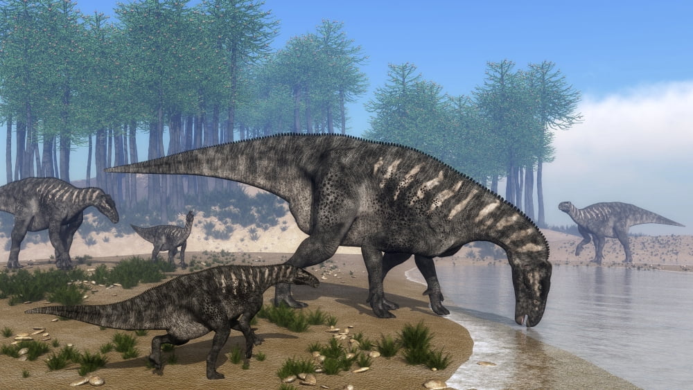 Iguanodon dinosaurs herd at the shoreline - 3D render Canvas Art - Elena DuvernayStocktrek Images (19 x 11)