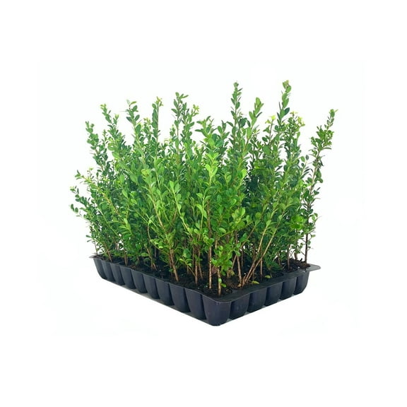 Ilex Compacta Crenata Japanese Holly 50 Live Plants Low Maintenance Evergreen Foundation Shrub