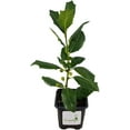 thumbnail image 1 of Ilex Evergreen Shrub, Nellie R Stevens Holly, 3 Inch Pot, 1 of 7