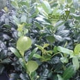 thumbnail image 1 of Ilex Evergreen Shrub, Nellie R Stevens Holly, Lot of 15, 3 Inch Pot, 1 of 6