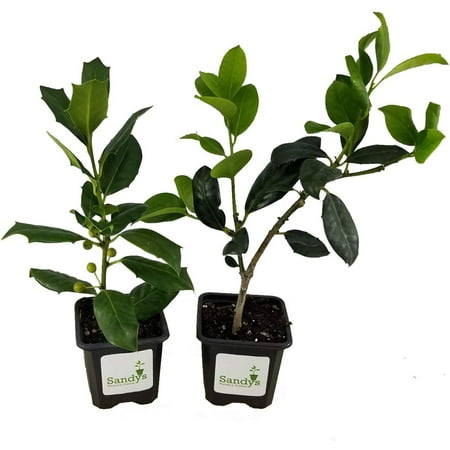 Ilex Evergreen Shrub, Nellie R Stevens Holly, Lot of 2, 3 Inch Pot