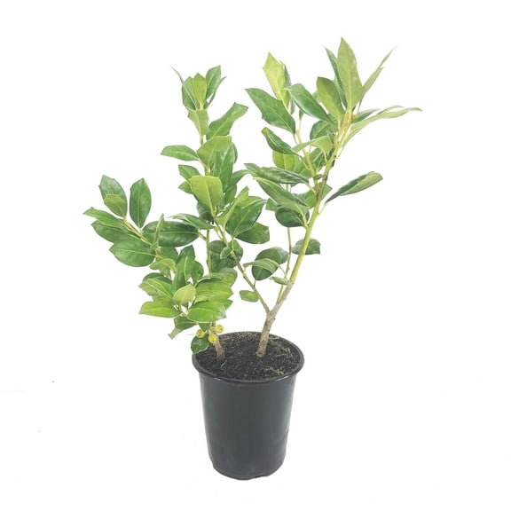 Ilex Nellie R. Stevens Holly - 1 Live Quart Size Tree - Evergreen Privacy Shrub - Red Berries