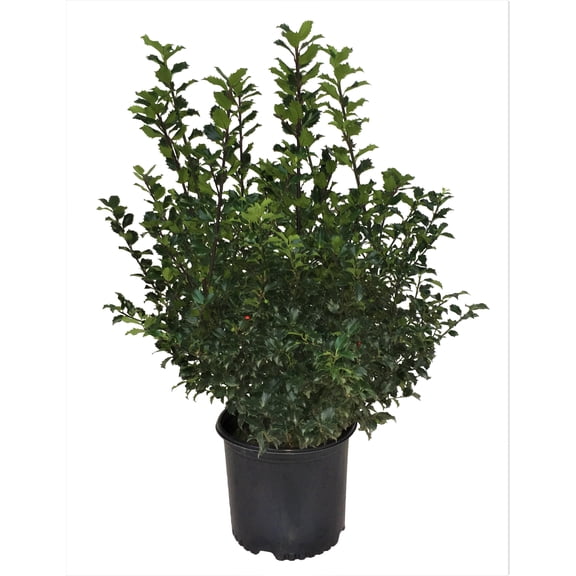Ilex Royal Family Blue Prince & Blue Princess Holly Pair in 3-Gallon Container Evergreen Berry-Producing Duo for Year-Round Interest