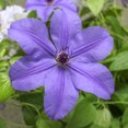 thumbnail image 1 of Ilka Purple Flowering Clematis Vine Bare Root Perennial Starter Plant - 1 starter plant per offer, 1 of 4