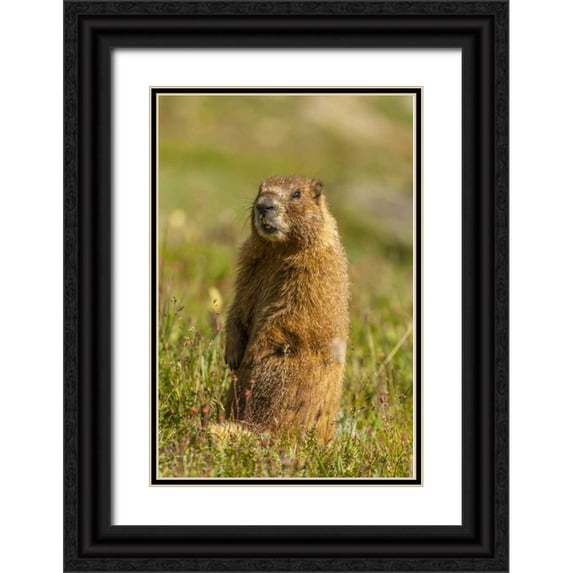 Illg, Cathy and Gordon 11x14 Black Ornate Wood Framed with Double Matting Museum Art Print Titled - CO, San Juan Mts Yellow-bellied marmot in grass
