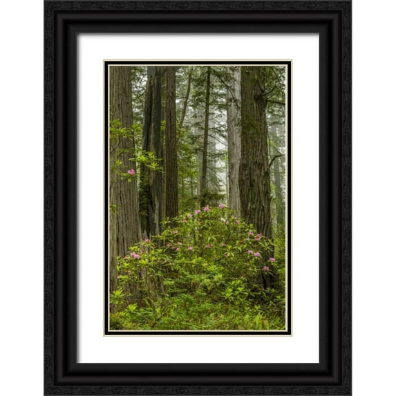 Illg, Cathy and Gordon 11x14 Black Ornate Wood Framed with Double Matting Museum Art Print Titled - California, Redwoods NP Rhododendrons in forest