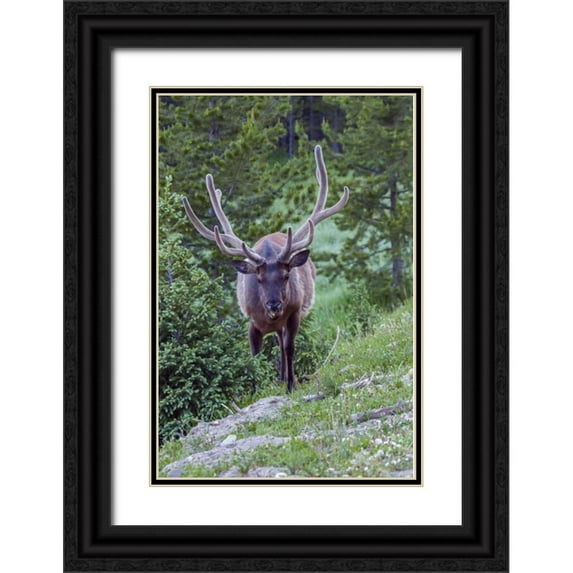Illg, Cathy and Gordon 11x14 Black Ornate Wood Framed with Double Matting Museum Art Print Titled - Colorado, Rocky Mountain NP Bull elk in forest