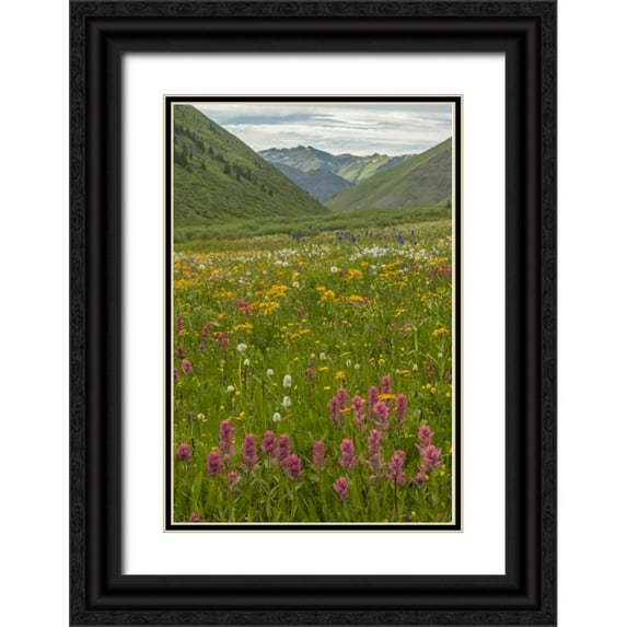 Illg, Cathy and Gordon 11x14 Black Ornate Wood Framed with Double Matting Museum Art Print Titled - Colorado, San Juan Mts flowers in Maggies Gulch