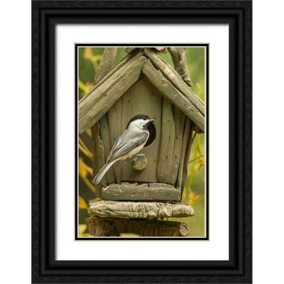 Illg, Cathy and Gordon 11x14 Black Ornate Wood Framed with Double Matting Museum Art Print Titled - North Carolina, Carolina chickadee at birdhouse
