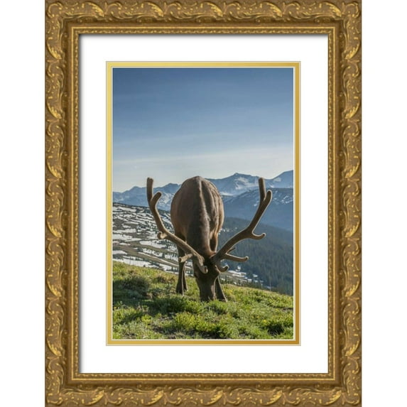 Illg, Cathy and Gordon 11x14 Gold Ornate Wood Framed with Double Matting Museum Art Print Titled - Colorado, Rocky Mountain NP Bull elk grazing