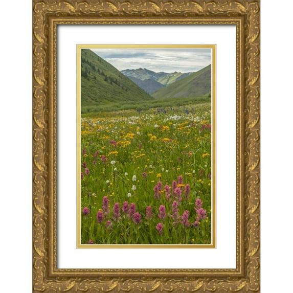 Illg, Cathy and Gordon 11x14 Gold Ornate Wood Framed with Double Matting Museum Art Print Titled - Colorado, San Juan Mts flowers in Maggies Gulch