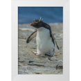 thumbnail image 1 of Illg, Cathy and Gordon 11x14 White Modern Wood Framed Museum Art Print Titled - Bleaker Island Rockhopper penguin hopping, 1 of 4