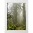 thumbnail image 1 of Illg, Cathy and Gordon 11x14 White Modern Wood Framed Museum Art Print Titled - CA, Redwoods NP Trail through redwood trees, 1 of 4