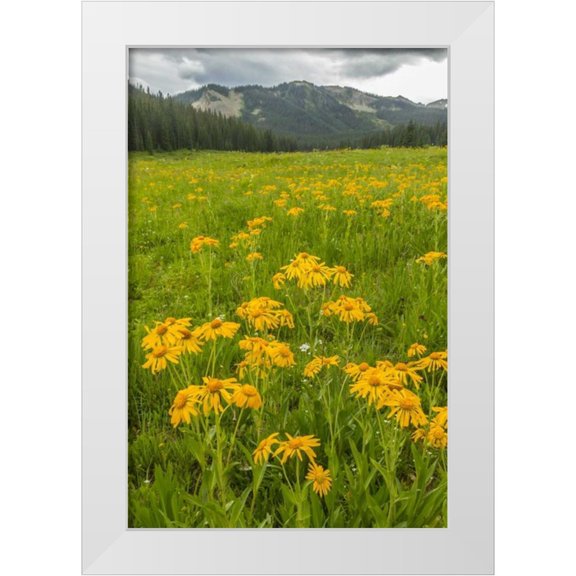 Illg, Cathy and Gordon 11x14 White Modern Wood Framed Museum Art Print Titled - CO, Gunnison NF Sneezeweed blossoms in a meadow