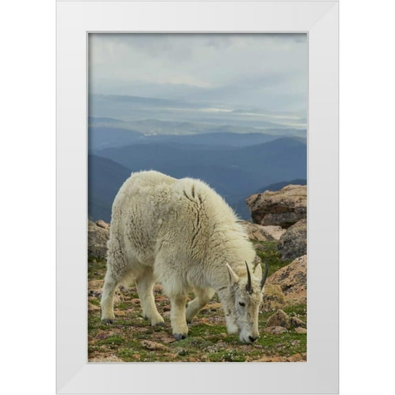 Illg, Cathy and Gordon 11x14 White Modern Wood Framed Museum Art Print Titled - USA, Colorado, Mt Evans Mountain goat grazing