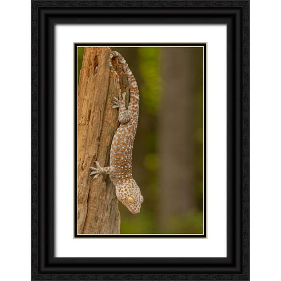 Illg, Cathy and Gordon 13x18 Black Ornate Wood Framed with Double Matting Museum Art Print Titled - USA, North Carolina Tokay gecko on a tree stump