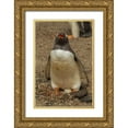 thumbnail image 1 of Illg, Cathy and Gordon 13x18 Gold Ornate Wood Framed with Double Matting Museum Art Print Titled - Saunders Isl, Gentoo penguin with egg, 1 of 4