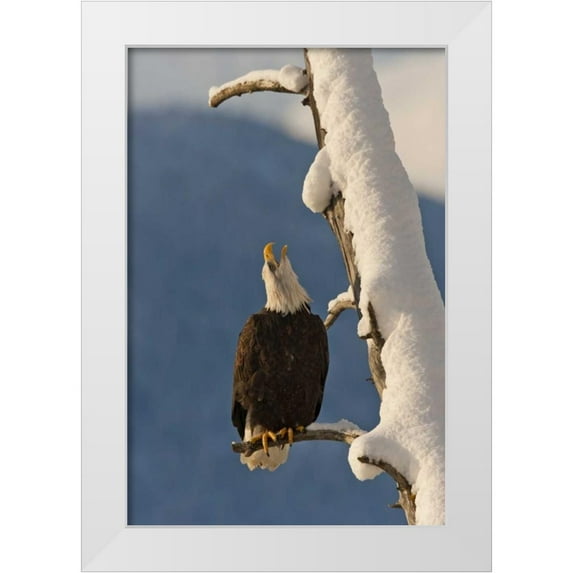 Illg, Cathy and Gordon 13x18 White Modern Wood Framed Museum Art Print Titled - AK, Chilkat Bald eagle perched on branch