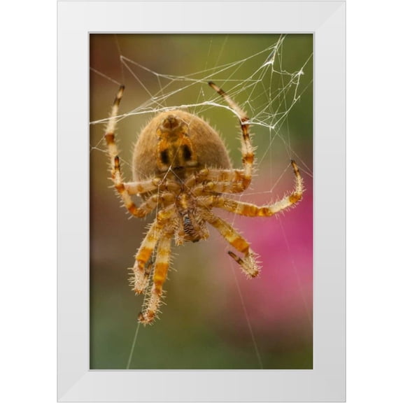 Illg, Cathy and Gordon 13x18 White Modern Wood Framed Museum Art Print Titled - Colorado, Jefferson County Orb-weaver spider