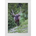 thumbnail image 1 of Illg, Cathy and Gordon 13x18 White Modern Wood Framed Museum Art Print Titled - Colorado, Rocky Mountain NP Bull elk in forest, 1 of 4