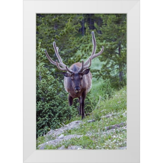 Illg, Cathy and Gordon 13x18 White Modern Wood Framed Museum Art Print Titled - Colorado, Rocky Mountain NP Bull elk in forest