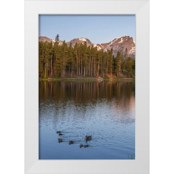 Illg, Cathy and Gordon 13x18 White Modern Wood Framed Museum Art Print Titled - Colorado, Rocky Mountains Ducks on Sprague Lake