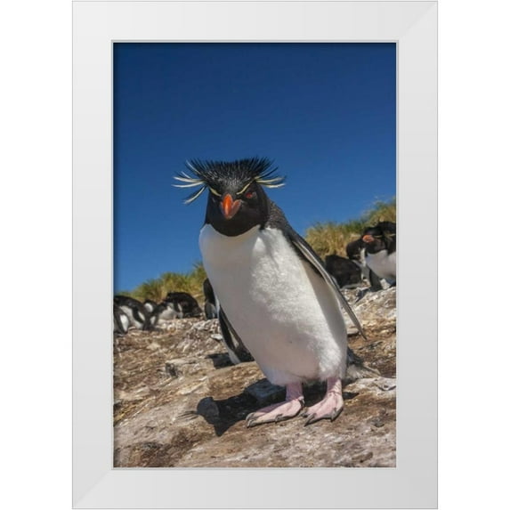 Illg, Cathy and Gordon 13x18 White Modern Wood Framed Museum Art Print Titled - Falkland Islands, Bleaker Is Rockhopper penguin