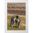 thumbnail image 1 of Illg, Cathy and Gordon 13x18 White Modern Wood Framed Museum Art Print Titled - Saunders Isl Gentoo penguins and king penguins, 1 of 4
