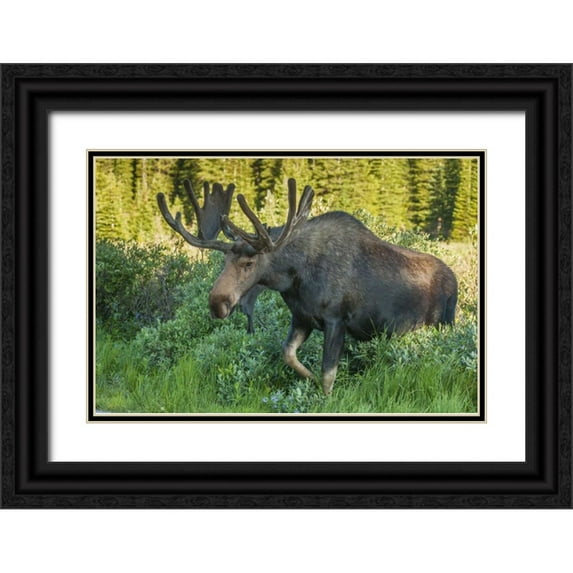 Illg, Cathy and Gordon 14x11 Black Ornate Wood Framed with Double Matting Museum Art Print Titled - Colorado, Brainard Lake Moose in velvet antlers