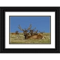 thumbnail image 1 of Illg, Cathy and Gordon 14x11 Black Ornate Wood Framed with Double Matting Museum Art Print Titled - Colorado, Rocky Mountain NP Bull elks resting, 1 of 4