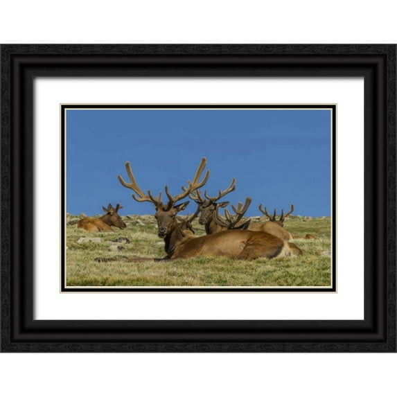Illg, Cathy and Gordon 14x11 Black Ornate Wood Framed with Double Matting Museum Art Print Titled - Colorado, Rocky Mountain NP Bull elks resting