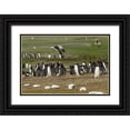 thumbnail image 1 of Illg, Cathy and Gordon 14x11 Black Ornate Wood Framed with Double Matting Museum Art Print Titled - East Falkland Kelp gull over Gentoo penguins, 1 of 4